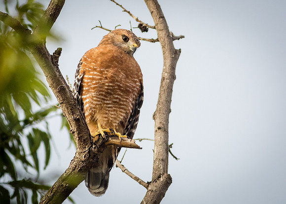 Red-shouldered Hawk