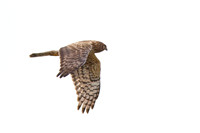 Northern Harrier - Female
