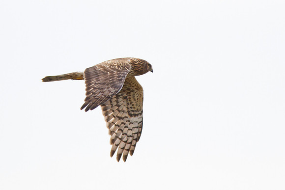 Northern Harrier - Female