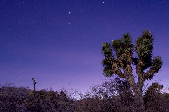 joshuatree09-2430