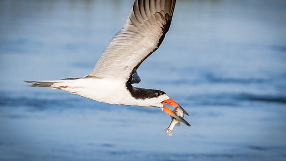 BolsaChica2015-0741