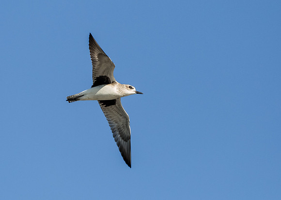 Black-bellied Plover