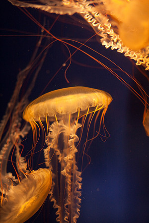 lb-aquarium-0433