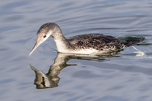 Red-throated Loon
