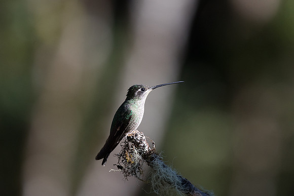 Talamanca humm  (female)