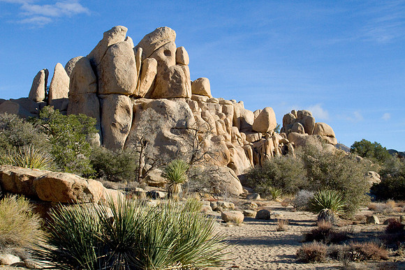 joshuatree09-2268