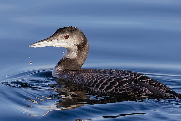 Common Loon