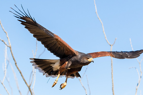 Harris's hawk