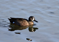 Blue Winged Teal duck
