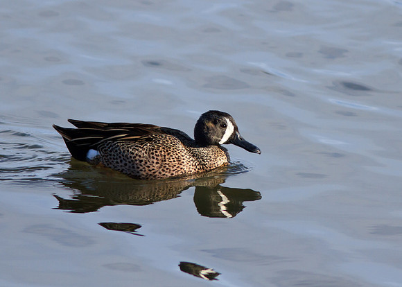 Blue Winged Teal duck
