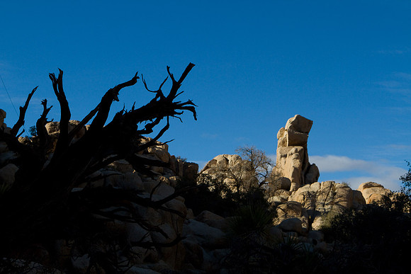 joshuatree09-2241