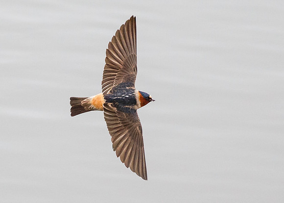Cliff Swallow