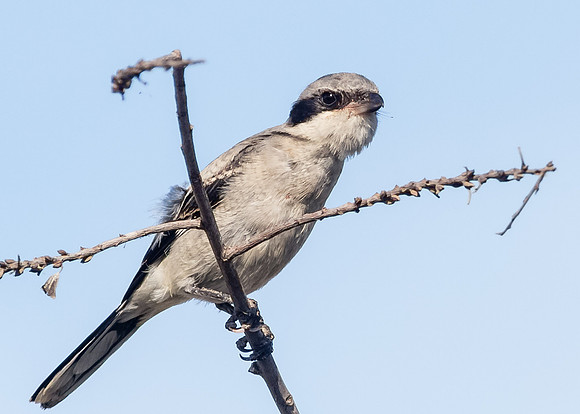 Loggerhead Shrike