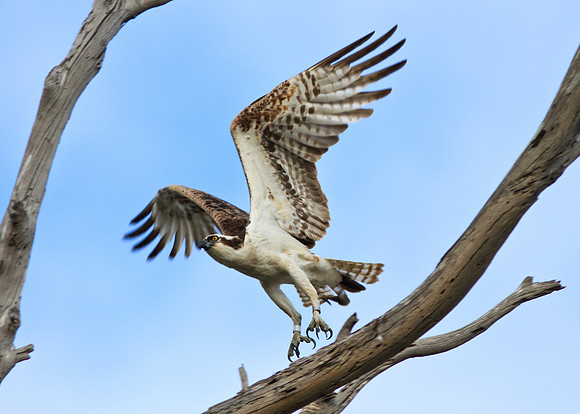 Osprey Flyaway
