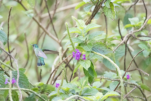 Violet-headed