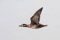 Female Surf Scoter