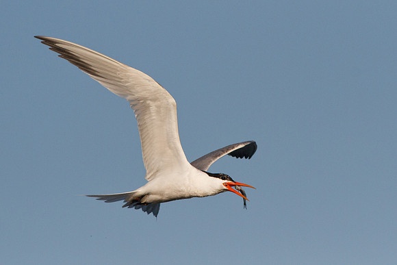 BolsaChica2011-3349