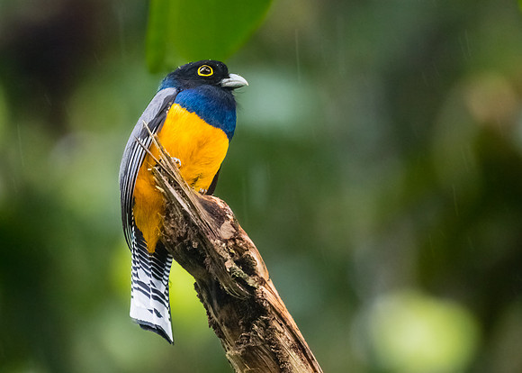 Trogon in the rain...