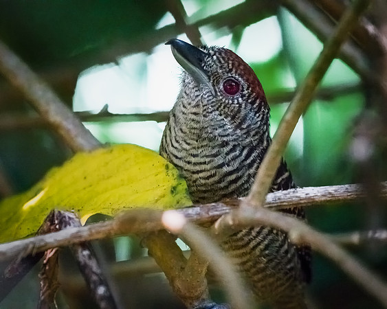 Fasciated Antshrike