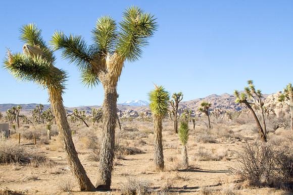 joshuatree09-2625