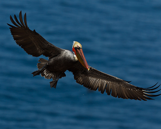 Brown Pelican