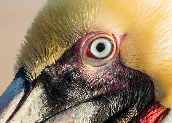 Eye see you.....