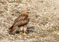 san joaquin2014-5755