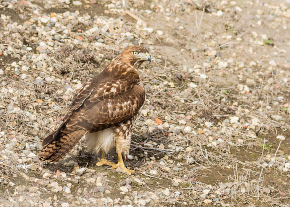 san joaquin2014-5755