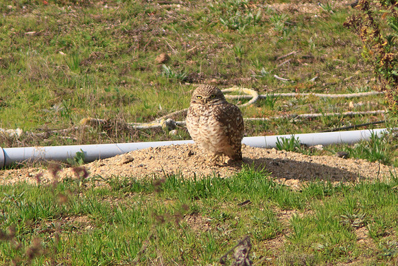 Burrowing Owl