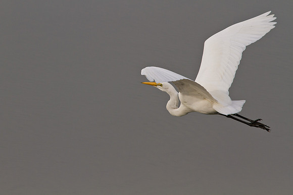 Great White Egret