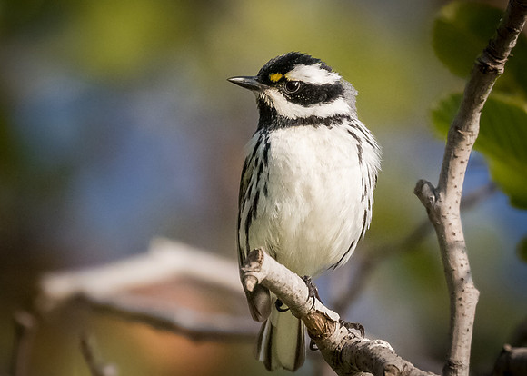 Black-throated Gray warbler