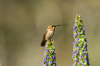 Rufous Hummingbird - female