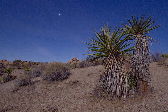 joshuatree09-2445