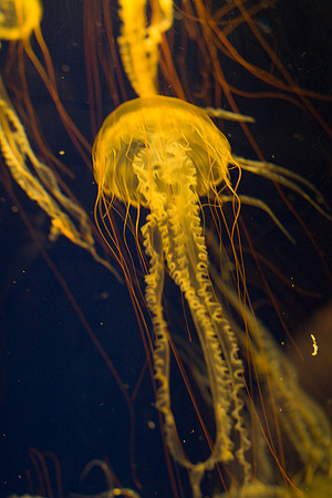 LB-aquarium-0369