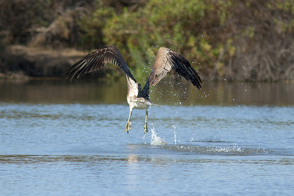 birds-irv-1059