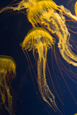 LB-aquarium-0373