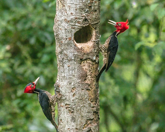 Pale-billed Woodpecker