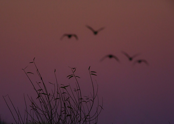 Morning escape