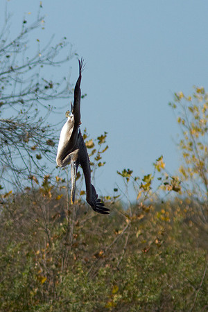 birds-irv-1127
