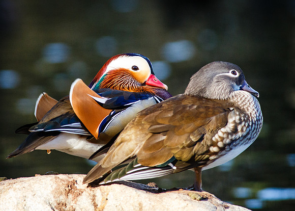 Mandarin Ducks