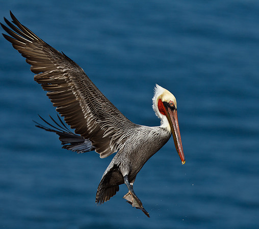 Brown Pelican