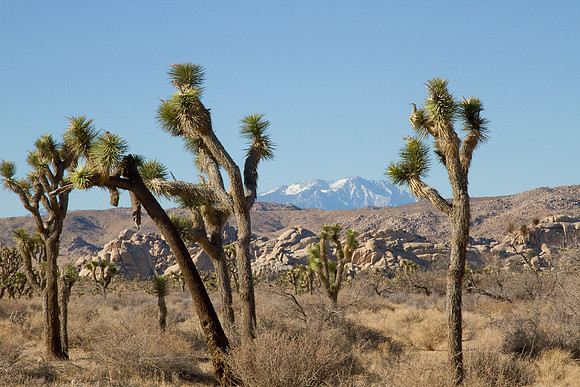 joshuatree09-2626