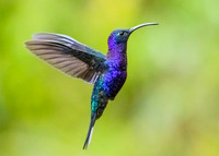Purple majesty