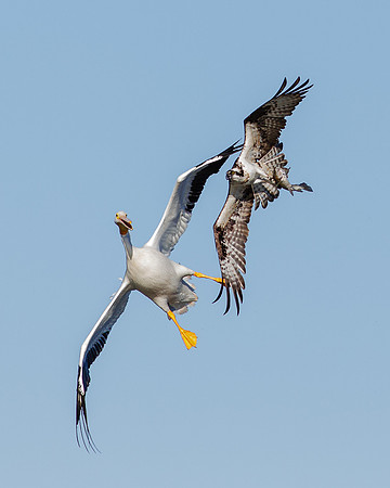 The Chase III