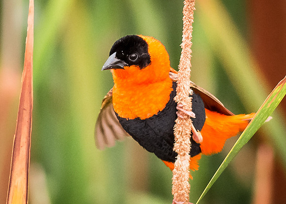Male Orange Bishop