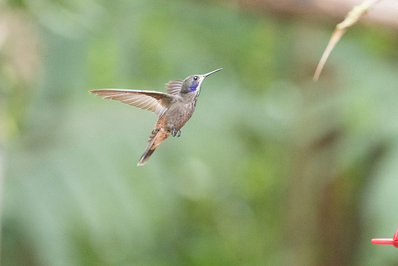 Brown violet ear