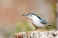White-breasted nuthatch