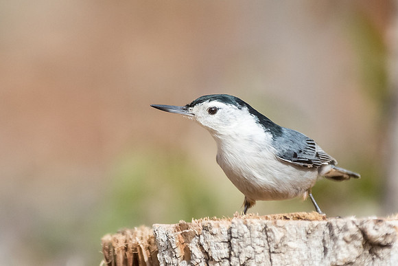 White-breasted nuthatch