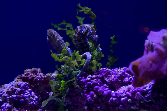 lb-aquarium-1305