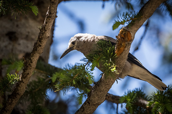 Clark's Nutcracker